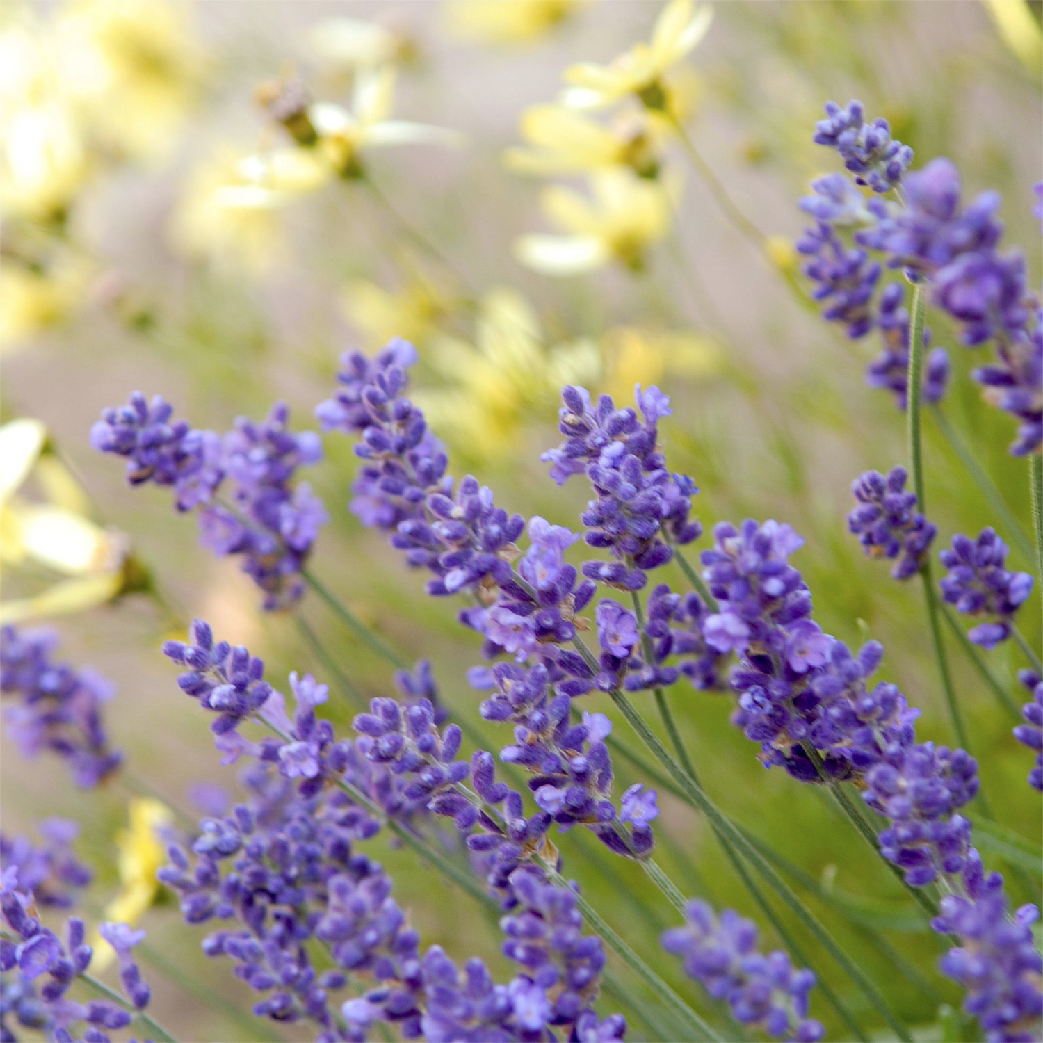 A little lavender magic